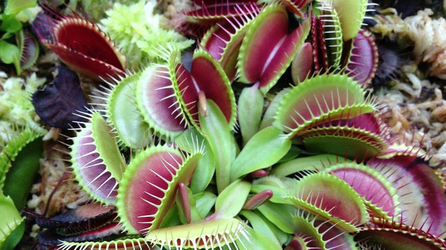 Cái tên FlyTrap có nghĩa là cây bẫy ruồi (Ảnh: Internet).