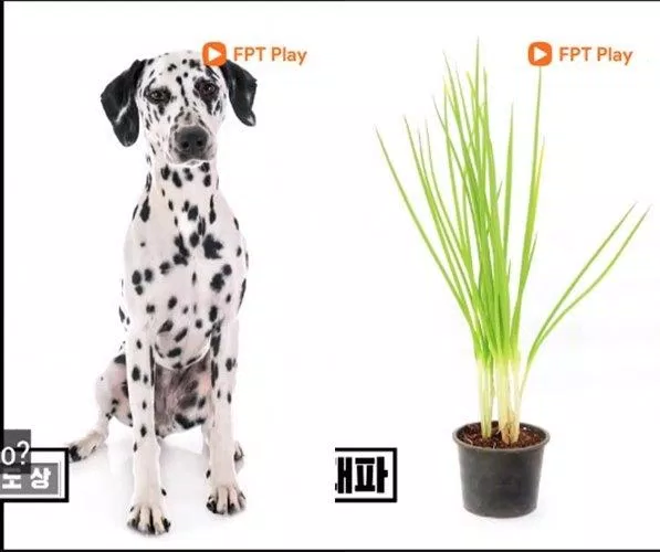 2 thành viên xếp cuối sẽ phải hóa trang như này. (Ảnh: Internet). 2 thành viên xếp cuối sẽ phải hóa trang như này. (Ảnh: Internet).