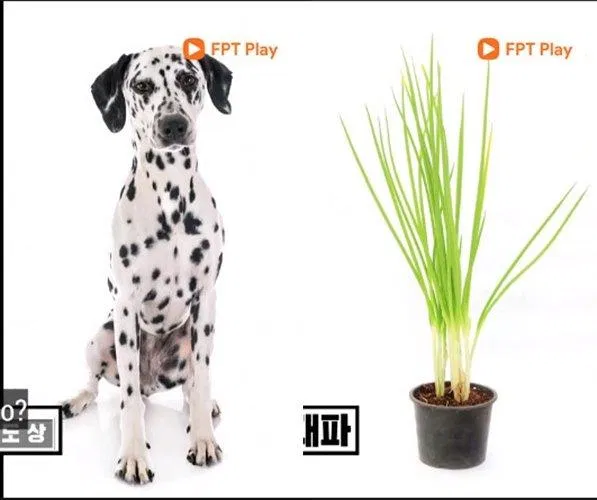 2 thành viên xếp cuối sẽ phải hóa trang như này. (Ảnh: Internet). 2 thành viên xếp cuối sẽ phải hóa trang như này. (Ảnh: Internet).