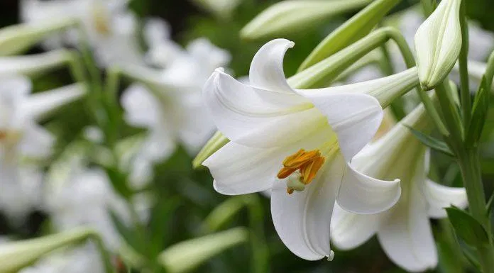 Lily là hoa huệ tây (Ảnh: Internet). Lily là hoa huệ tây (Ảnh: Internet).