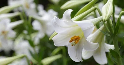 Lily là hoa huệ tây (Ảnh: Internet). Lily là hoa huệ tây (Ảnh: Internet).