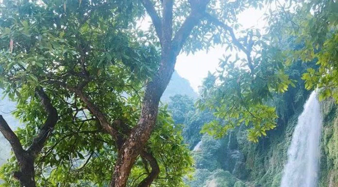 Tham quan thác Bản Giốc (Nguồn: Kim Cúc). Tham quan thác Bản Giốc (Nguồn: Kim Cúc).