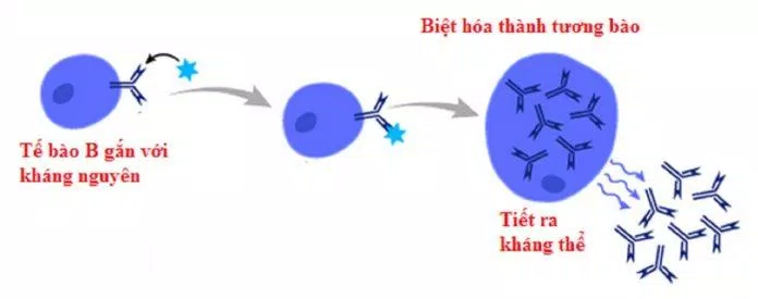 Tế bào lympho B có khả năng "nhớ" lâu dài và tạo ra kháng thể nếu gặp lại đúng tác nhân gây bệnh đó (Ảnh: Internet).