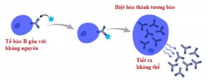 Tế bào lympho B có khả năng "nhớ" lâu dài và tạo ra kháng thể nếu gặp lại đúng tác nhân gây bệnh đó (Ảnh: Internet). Tế bào lympho B có khả năng "nhớ" lâu dài và tạo ra kháng thể nếu gặp lại đúng tác nhân gây bệnh đó (Ảnh: Internet).