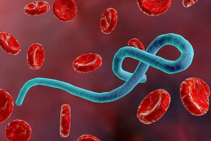Virus Ebola đã được biết là lây truyền qua máu và các dịch cơ thể (Ảnh: Internet).