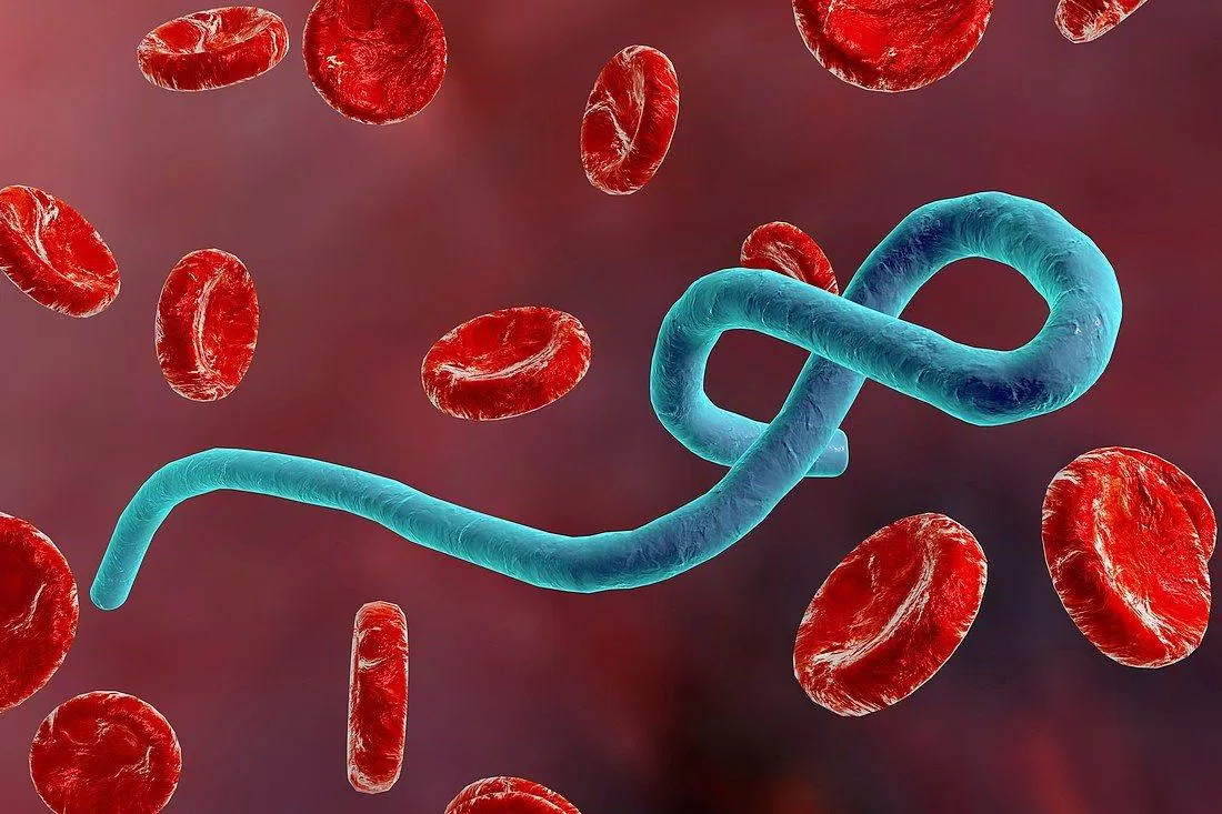 Virus Ebola đã được biết là lây truyền qua máu và các dịch cơ thể (Ảnh: Internet).