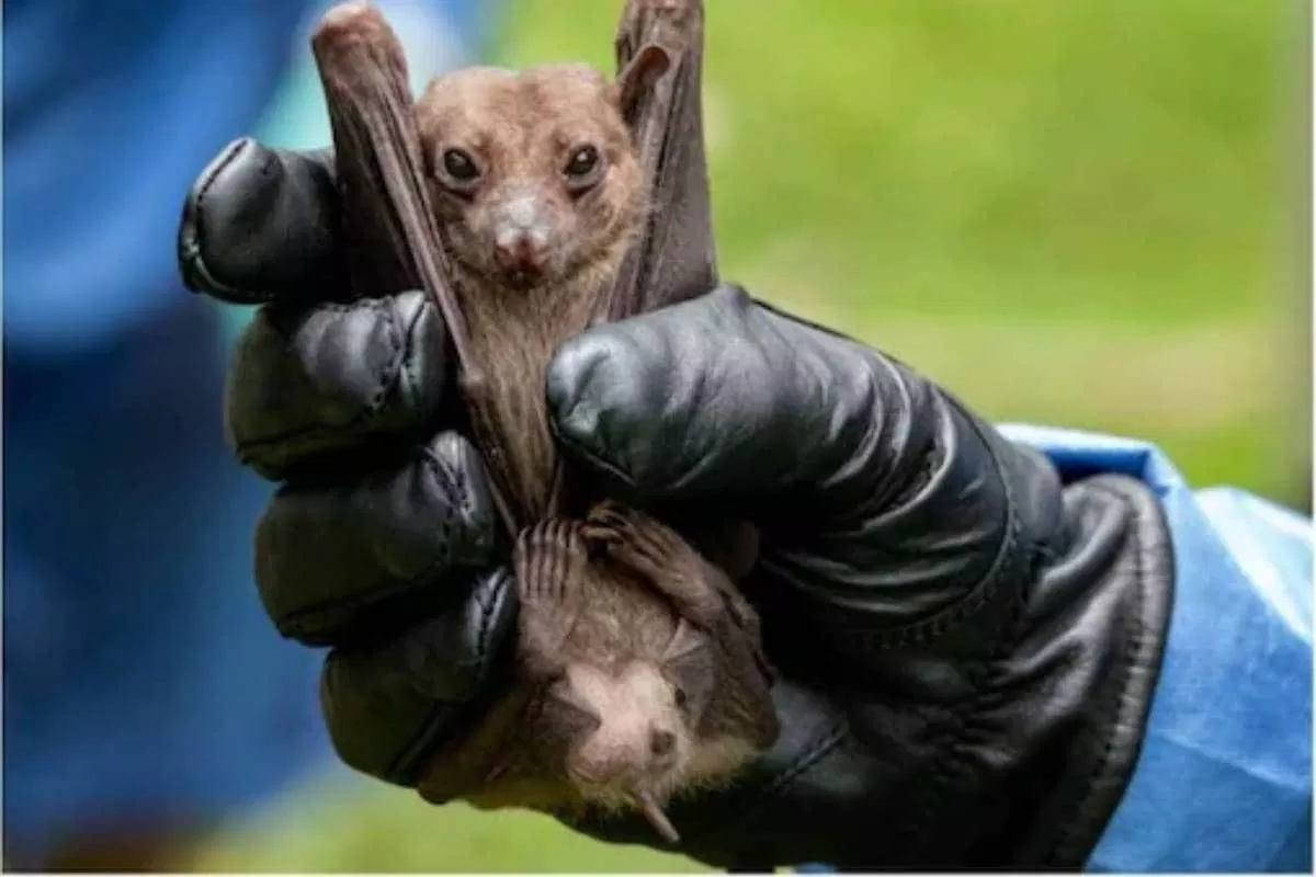 Dơi là vật chủ ban đầu của virus Marburg (Ảnh: Internet). Dơi là vật chủ ban đầu của virus Marburg (Ảnh: Internet).