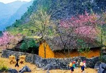 Ha Giang cao nguyen da no hoa