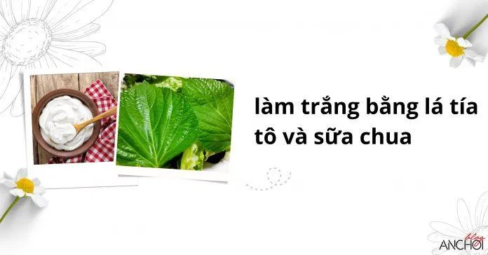 Sử dụng lá tía tô và sữa chua sẽ khiến nàng bất ngờ khi dưỡng trắng da đấy nhá ( Nguồn: BlogAnChoi)