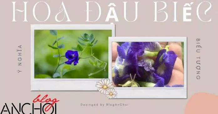 Hoa đậu biếc là loại hoa có màu xanh tím được yêu thích với nhiều lợi ích tuyệt vời ( Nguồn: BlogAnChoi)