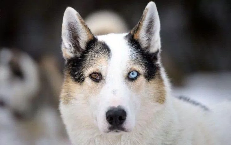 Cún Husky (Ảnh: Internet).