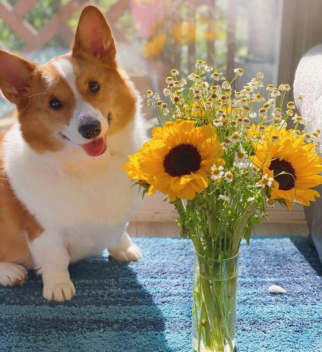 Corgi (Nguồn: Internet).