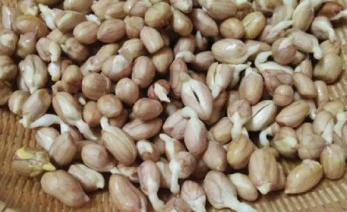 Khi đậu phộng mọc mầm sẽ sản sinh ra độc tố aflatoxin làm tăng nguy cơ ung thư (Ảnh: Internet).