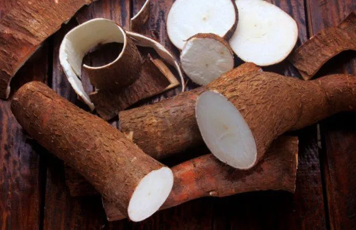 Vỏ sắn chứa nhiều hàm lượng chất độc nên phải loại bỏ để tránh nguy hiểm (Ảnh: Internet). Vỏ sắn chứa nhiều hàm lượng chất độc nên phải loại bỏ để tránh nguy hiểm (Ảnh: Internet).