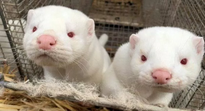 Chính phủ Đan Mạch từng ra lệnh tiêu hủy chồn để phòng chống COVID-19, khiến người dân bức xúc (Ảnh: Internet). Chính phủ Đan Mạch từng ra lệnh tiêu hủy chồn để phòng chống COVID-19, khiến người dân bức xúc (Ảnh: Internet).