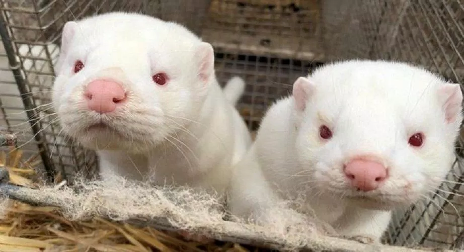 Chính phủ Đan Mạch từng ra lệnh tiêu hủy chồn để phòng chống COVID-19, khiến người dân bức xúc (Ảnh: Internet). Chính phủ Đan Mạch từng ra lệnh tiêu hủy chồn để phòng chống COVID-19, khiến người dân bức xúc (Ảnh: Internet).