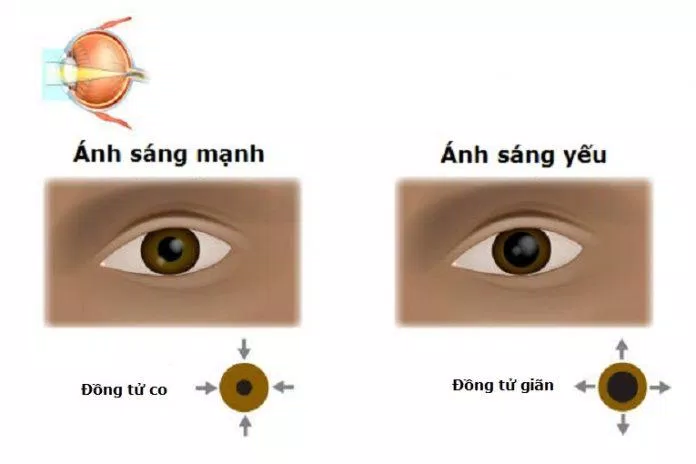Đồng tử có thể thay đổi kích thước để tăng giảm lượng ánh sáng chiếu vào mắt (Ảnh: Internet).