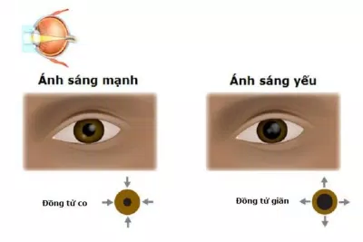 Đồng tử có thể thay đổi kích thước để tăng giảm lượng ánh sáng chiếu vào mắt (Ảnh: Internet).