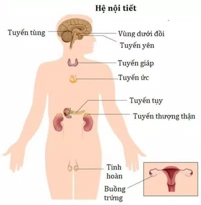 Rất nhiều tuyến nội tiết cùng phối hợp hoạt động với nhau (Ảnh: Internet). Rất nhiều tuyến nội tiết cùng phối hợp hoạt động với nhau (Ảnh: Internet).