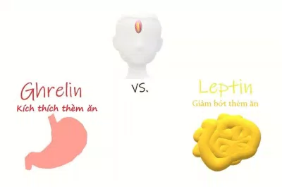Cảm giác đói-no và thèm ăn được điều hòa bởi các hormone như ghrelin và leptin (Ảnh: Internet). Cảm giác đói-no và thèm ăn được điều hòa bởi các hormone như ghrelin và leptin (Ảnh: Internet).