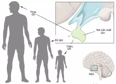 Hormone tăng trưởng không chỉ làm cơ thẻ cao lớn mà còn nhiều tác dụng khác (Ảnh: Internet).