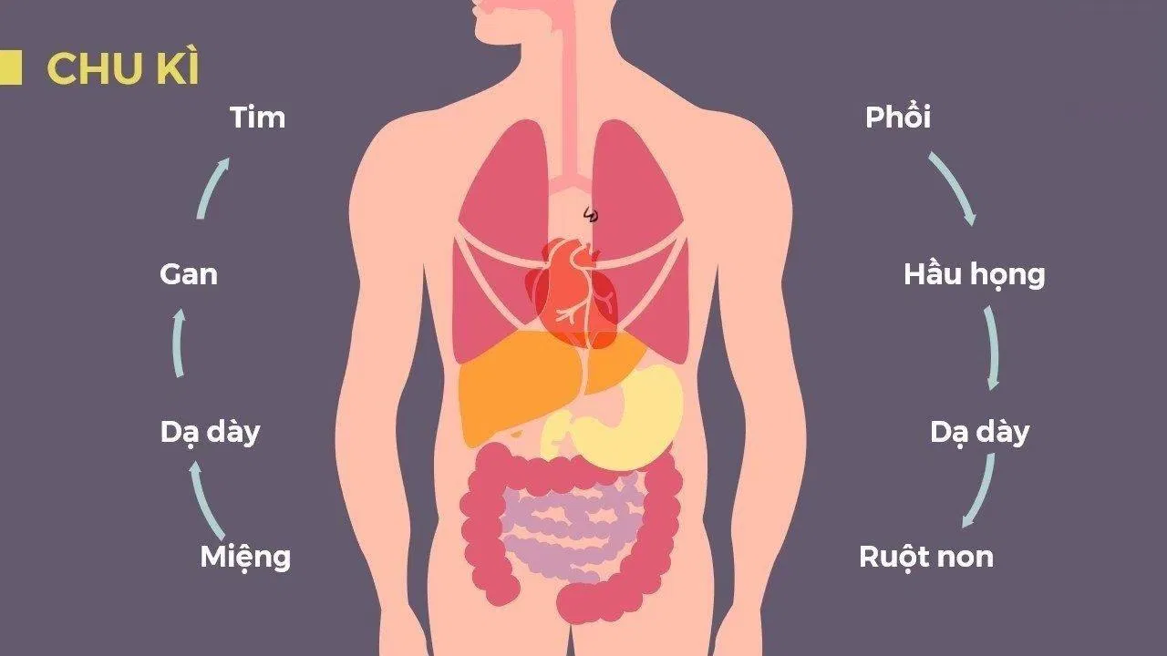 Giun đũa là loài ký sinh trùng sống trong cơ thể người (Ảnh: Internet). Giun đũa là loài ký sinh trùng sống trong cơ thể người (Ảnh: Internet).