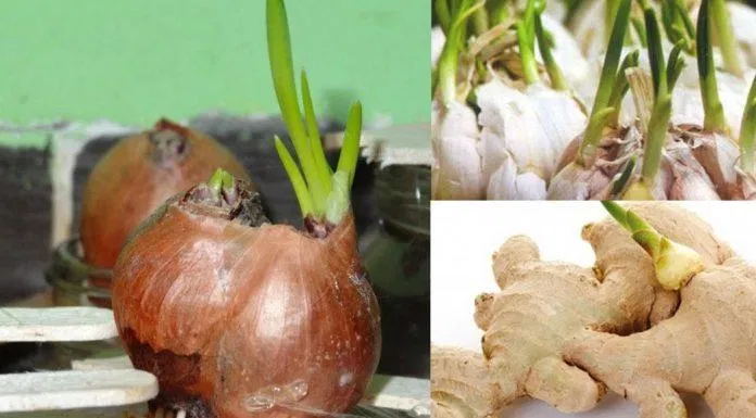 Hành, gừng, tỏi khi mọc mầm làm giảm giá trị dinh dưỡng của củ (Ảnh: Internet). Hành, gừng, tỏi khi mọc mầm làm giảm giá trị dinh dưỡng của củ (Ảnh: Internet).
