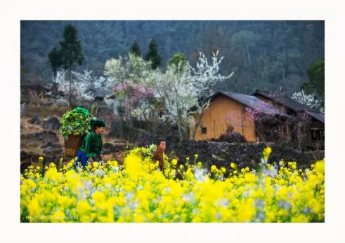 mua hoa cai vang