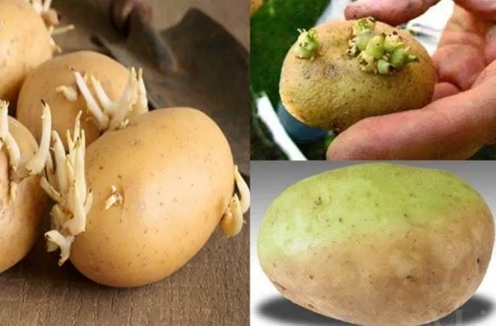 Mầm khoai tây sinh ra solanine cực độc nên phải loại bỏ ngay (Ảnh: Internet).