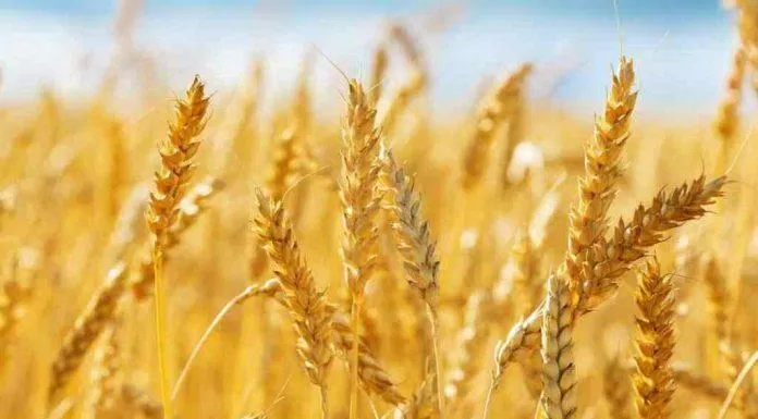 Lúa mì được coi là một trong những thực phẩm thiết yếu của con người (Ảnh: Internet).
