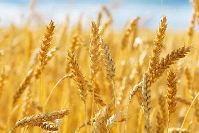 Lúa mì được coi là một trong những thực phẩm thiết yếu của con người (Ảnh: Internet).