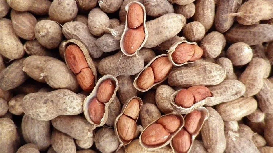 Một số nhóm đối tượng nên hạn chế ăn lạc để tốt cho sức khỏe (Ảnh: Internet). Một số nhóm đối tượng nên hạn chế ăn lạc để tốt cho sức khỏe (Ảnh: Internet).