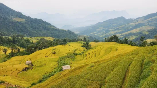 Mùa lúa chín ở Hà Giang (Ảnh: Internet). Mùa lúa chín ở Hà Giang (Ảnh: Internet).