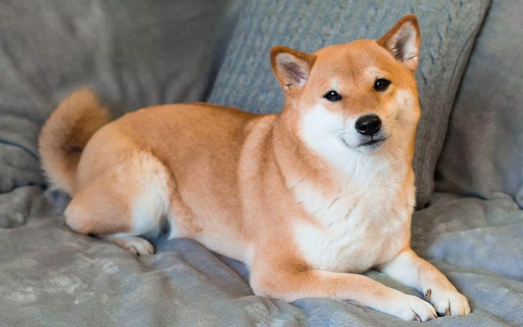 Cún Shiba inu (Ảnh: Internet).