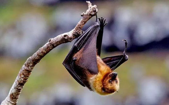Dơi ăn quả là vật chủ tự nhiên của virus Nipah (Ảnh: Internet). Dơi ăn quả là vật chủ tự nhiên của virus Nipah (Ảnh: Internet).