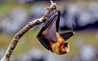 Dơi ăn quả là vật chủ tự nhiên của virus Nipah (Ảnh: Internet).