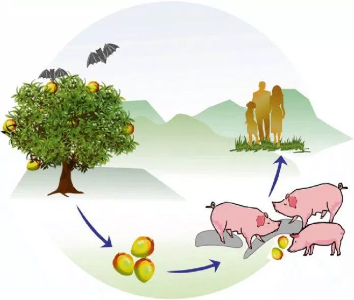 Virus Nipah có thể lây từ vật nuôi như lợn sang người (Ảnh: Internet).