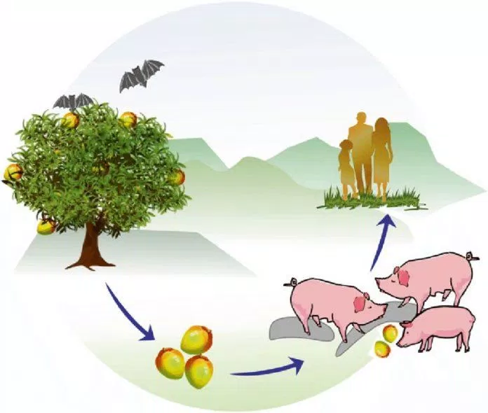 Virus Nipah có thể lây từ vật nuôi như lợn sang người (Ảnh: Internet). Virus Nipah có thể lây từ vật nuôi như lợn sang người (Ảnh: Internet).