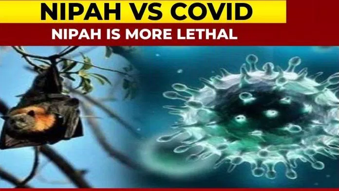 Virus Nipah có tỷ lệ tử vong cao hơn COVID-19 (Ảnh: Internet). Virus Nipah có tỷ lệ tử vong cao hơn COVID-19 (Ảnh: Internet).