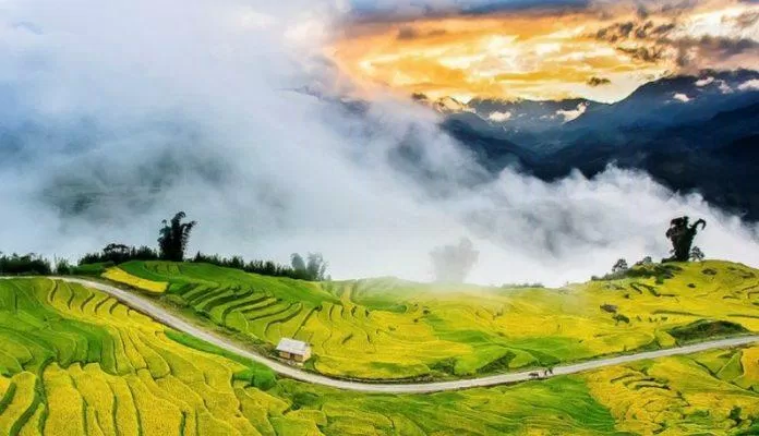 Ngải Thầu mùa vàng huyền ảo (Ảnh: Internet). Ngải Thầu mùa vàng huyền ảo (Ảnh: Internet).