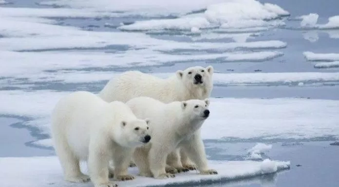 Băng tan ảnh hưởng đến đời sống của gấu Bắc Cực (Nguồn: Internet).