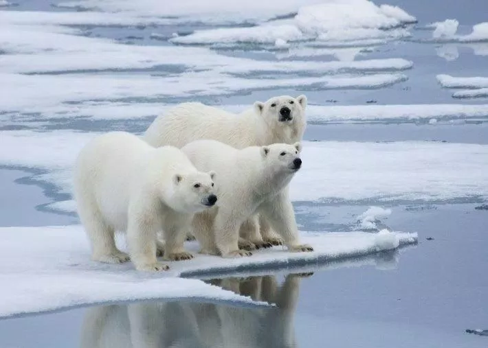 Băng tan ảnh hưởng đến đời sống của gấu Bắc Cực (Nguồn: Internet).