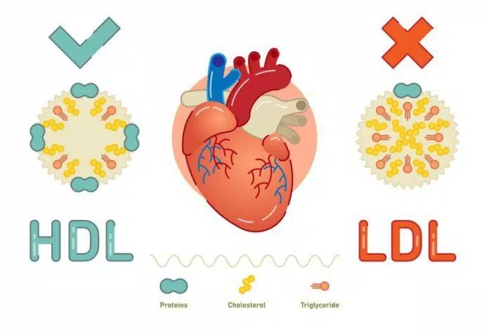 Cây mật giúp giảm cholesterol xấu (Nguồn: Internet)