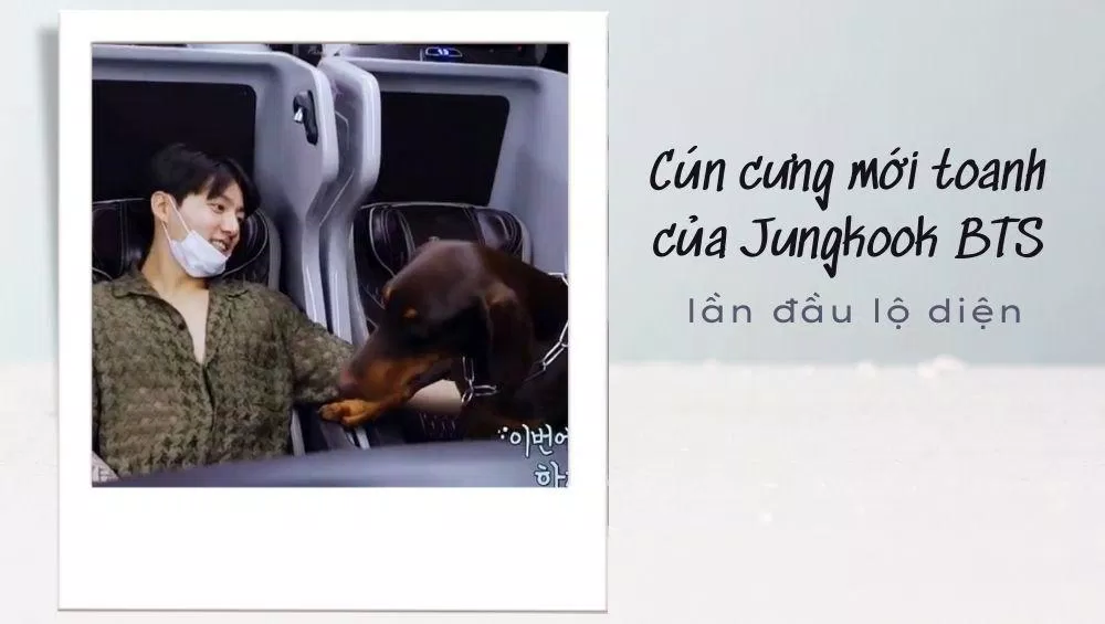 Jeon Bam là con chó gì của JK?
