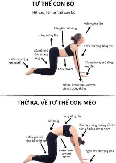 Kết hợp động tác con mèo và động tác con bò trong luyện tập (Ảnh: Internet). Kết hợp động tác con mèo và động tác con bò trong luyện tập (Ảnh: Internet).