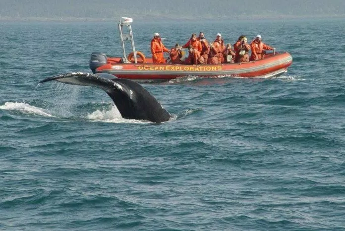 Du khách có thể ngắm cá voi tại Vịnh Fundy ở cự ly gần (Ảnh: Internet).
