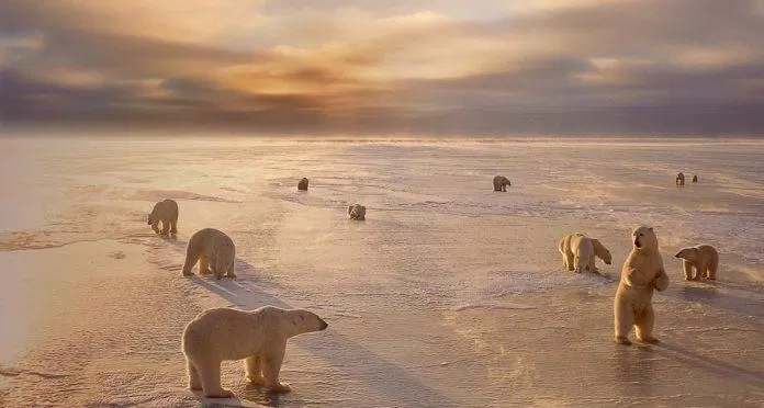 Dễ dàng tìm thấy những chú gấu Bắc Cực tại Churchill (Ảnh: Internet).