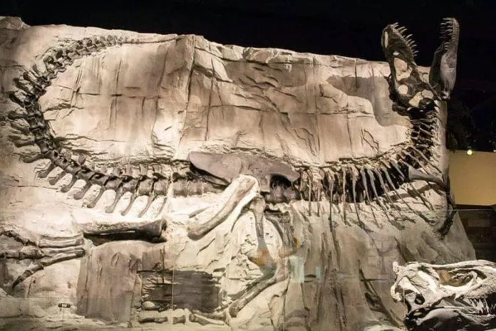 Hóa thạch khủng long tại Drumheller (Ảnh: Internet).