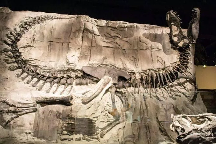 Hóa thạch khủng long tại Drumheller (Ảnh: Internet). Hóa thạch khủng long tại Drumheller (Ảnh: Internet).