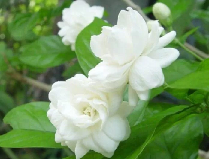 Hoa nhài. (Ảnh: Internet)